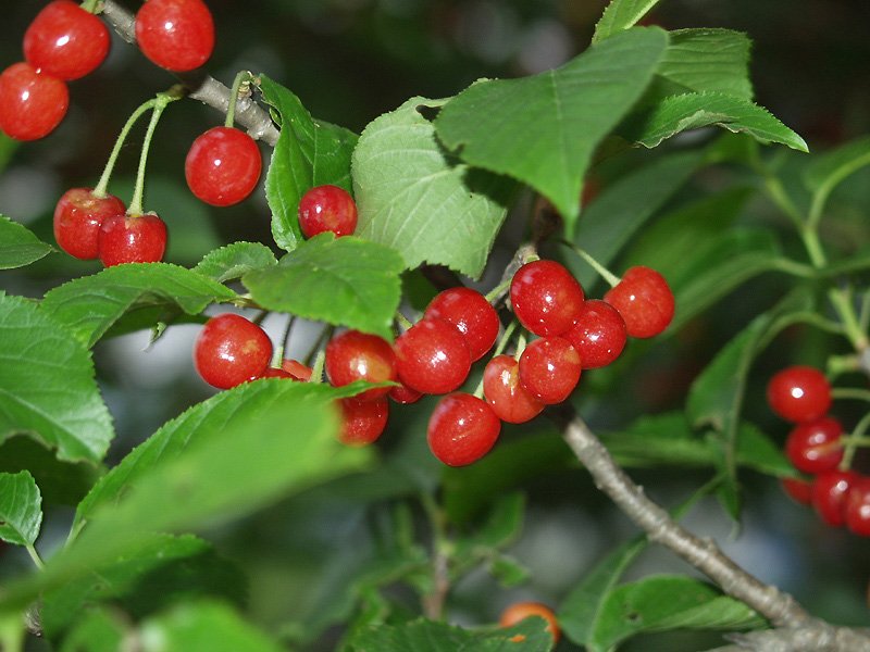 Las flores no aguantan temperaturas inferiores a los -3ºC. La hermosa estampa de los Cerezos en flor ha hecho que sea un árbol muy apreciado para la decoración de jardines aprovechando su esplendorosa floración de primavera.   El Cerezo puede alcanzar alturas de hasta 25 metros. Tiene un porte derecho y firme con tendencia a tener la copa estrecha. La corteza de los Cerezos es grisácea con tonos rojizos y con una peculiar disposición en forma de placas divididas por fisuras. Es un árbol de hoja caduca al que le gustan la mayoría de los tipos de suelos excepto con los que sean muy húmedos. La hojas de los Cerezos, por lo general, se vuelven rojas en otoño.  El Cerezo Picota crece con rapidez, puede llegar a crecer un metro por año, y da Cerezas a partir del segundo año llegando a ser, en ocasiones, de producción abundante ese mismo año.   Los Cerezos se distinguen, también, por los pocos cuidados que necesitan para su crecimiento y producción. Es un árbol fuerte y tiene tendencia a enraizar de forma profunda y ocupando grandes espacios del subsuelo.  Los Cerezos pueden llegar, con facilidad, a ser centenarios pero a estas edades tienden a estar muy castigados por las enfermedades. Resisten perfectamente el frío pero se encuentran mejor en climas no tan duros.  Los Cerezos provienen originalmente de alguna zona comprendida entre Grecia y el Mar Negro.